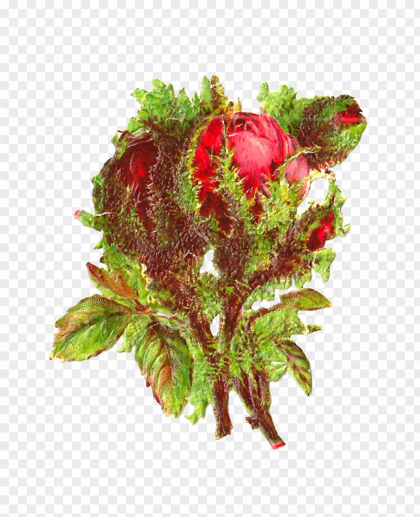 Cut Flowers Portulaca Grandiflora Rose Victorian Era Clip Art PNG