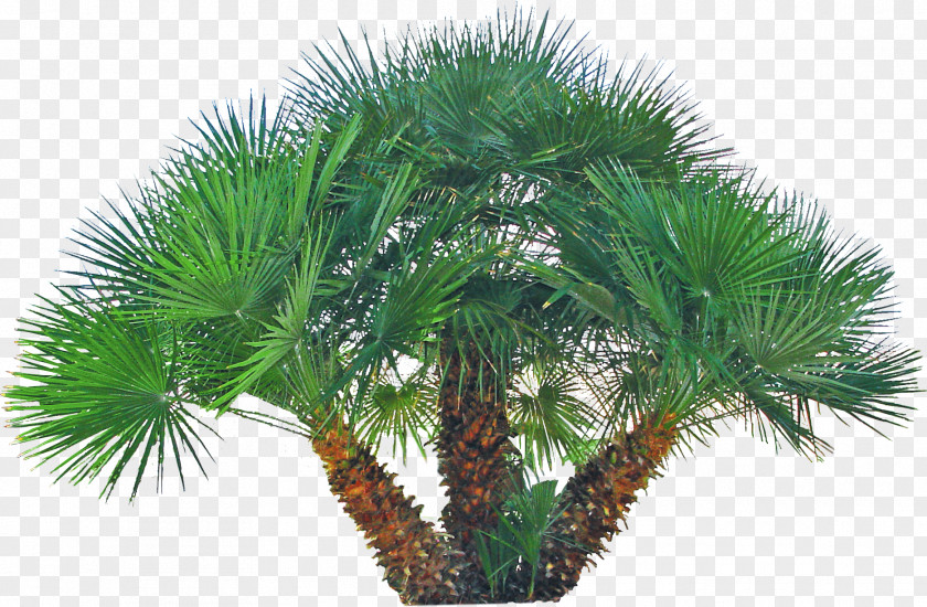 Date Palm Asian Palmyra Arecaceae Phoenix Roebelenii Fan-leaved Palms PNG
