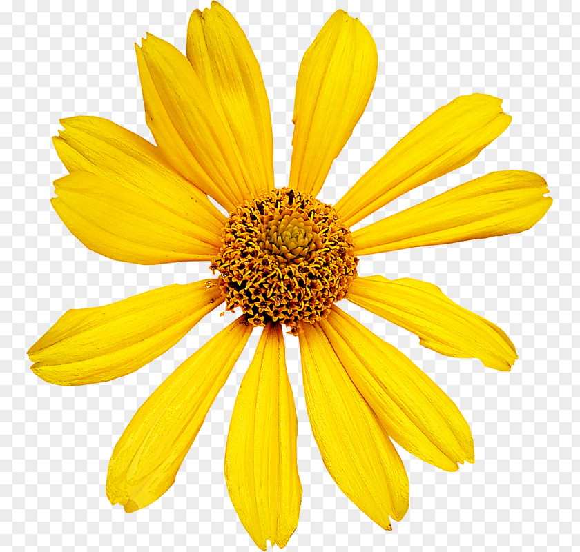 Flower Cut Flowers Petal Transvaal Daisy PNG