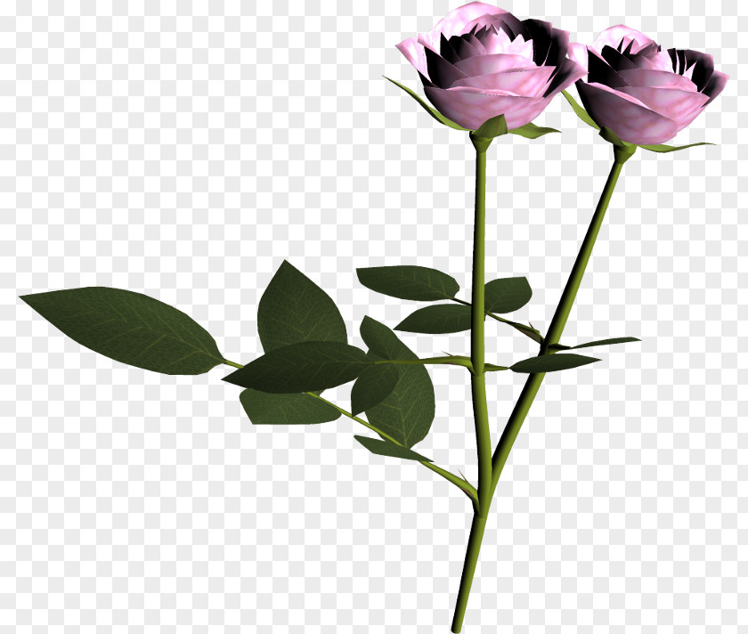 Painting Garden Roses PNG