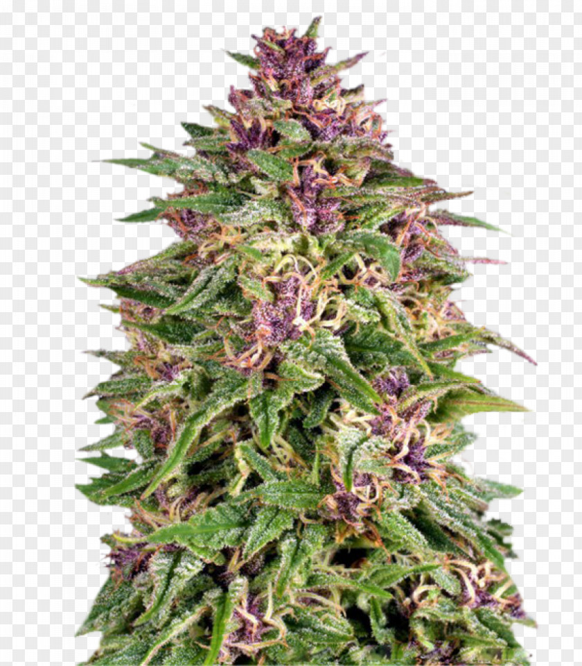 Skunk Frisians Marijuana Cannabis Sativa Cultivation PNG