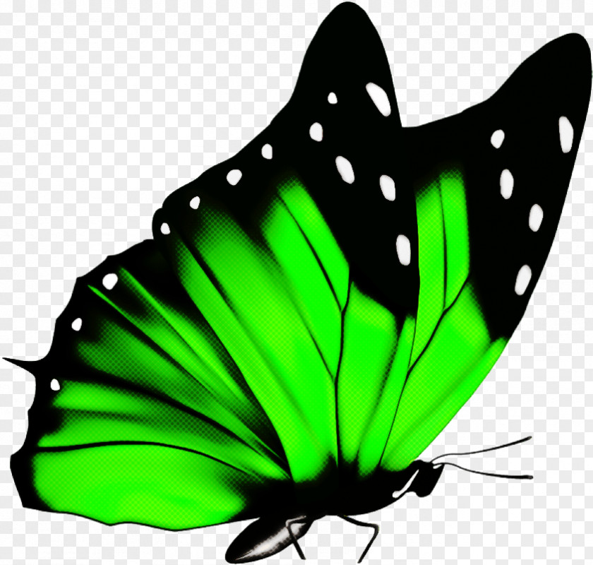 Butterfly Insect Moths And Butterflies Green Pollinator PNG