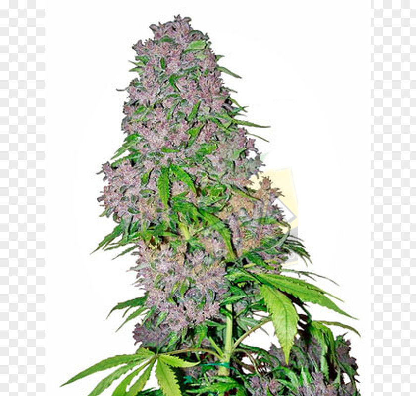 Cannabis Sativa Bud Sensi Seeds Kush PNG