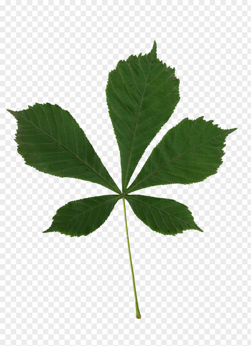 Green Tea Leaf European Horse-chestnut Hippocastanaceae Plant Aesculus Flava PNG