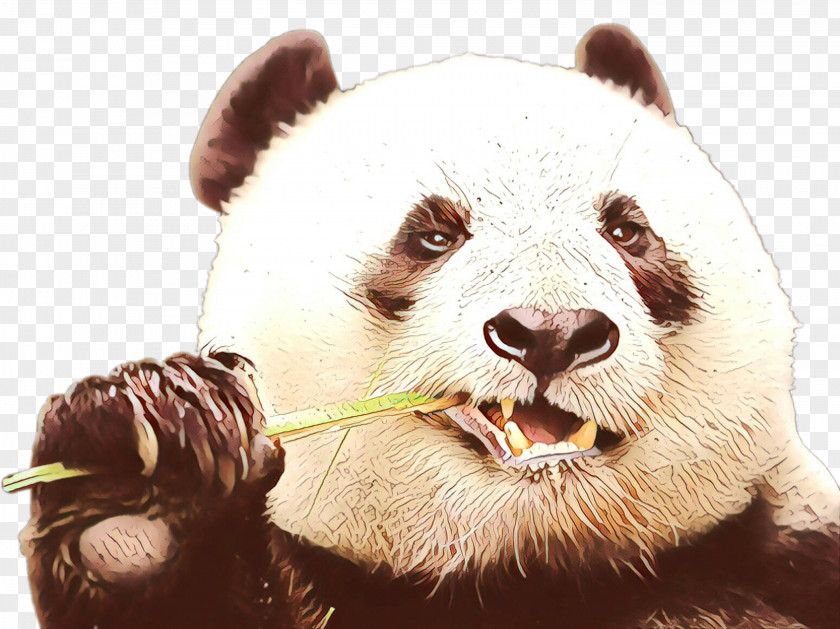 Grizzly Bear Smile Cartoon PNG