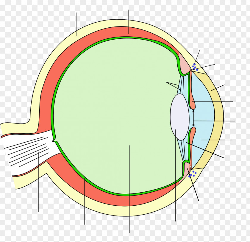 Iris Vector Human Eye Pupil Ciliary Body PNG