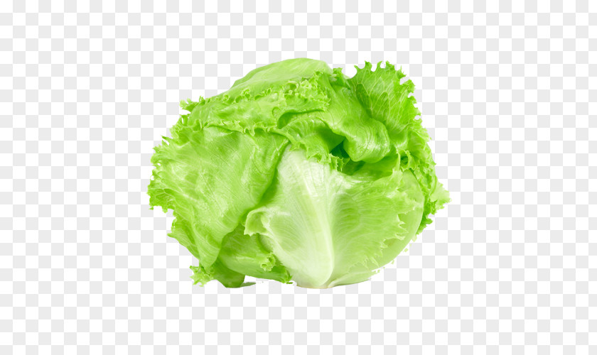 Salad Romaine Lettuce Iceberg Butterhead Vegetable PNG