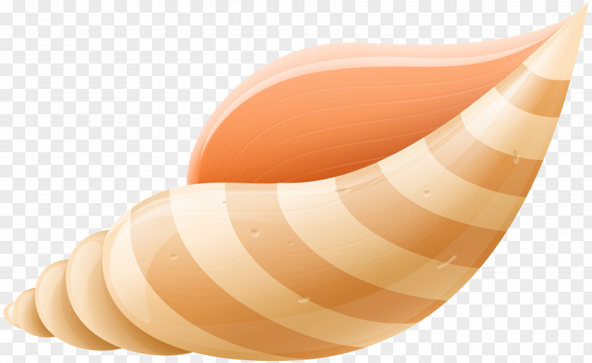 Sea Shell Clip Art Image PNG