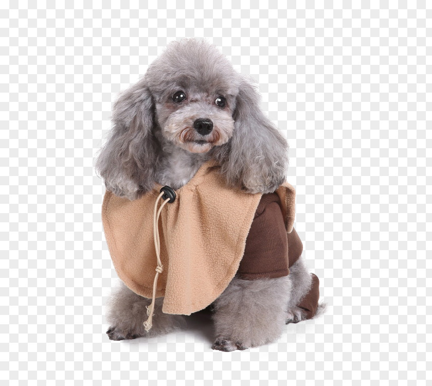 Suit Miniature Poodle Standard Toy Hoodie Clothing PNG