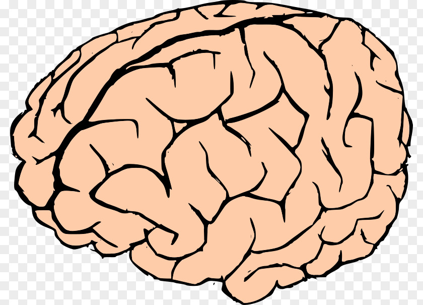 The Human Brain Clip Art PNG