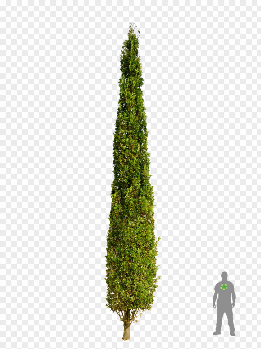 Tree Dub Letný Stĺpovitý Spruce English Oak Plants PNG