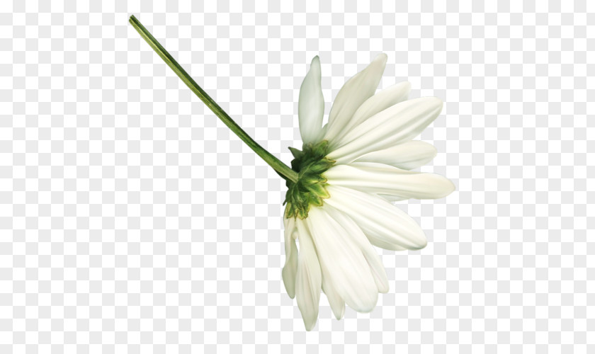 Chamomile Common Daisy Petal Family Cut Flowers PNG