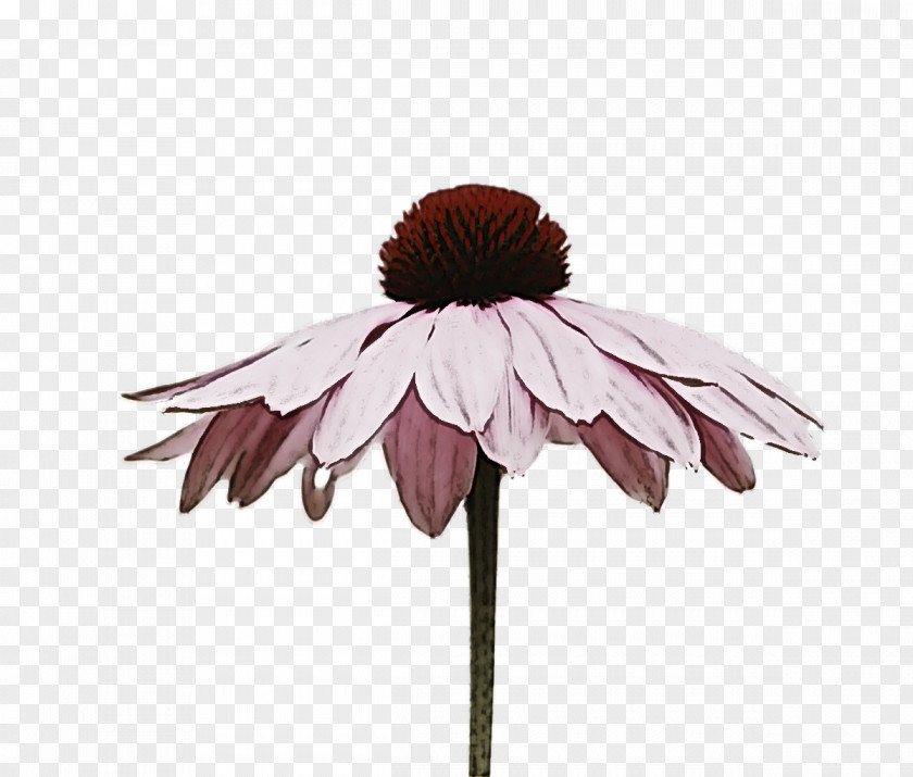 Floral Design PNG