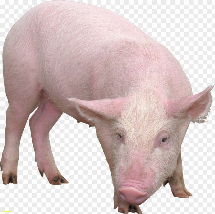 Piglet Pig Desktop Wallpaper Photography Clip Art PNG