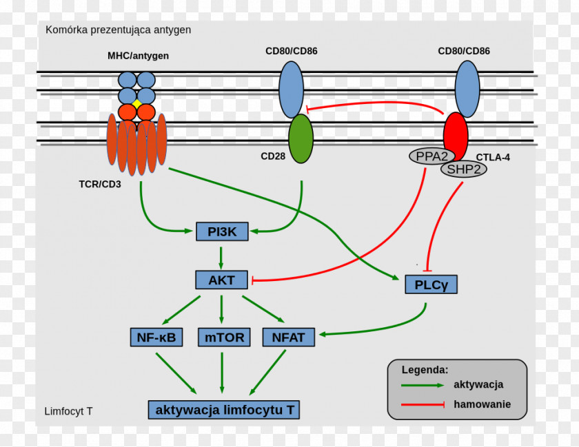 CTLA-4 T-cell Receptor Cell Signaling T CD80 PNG