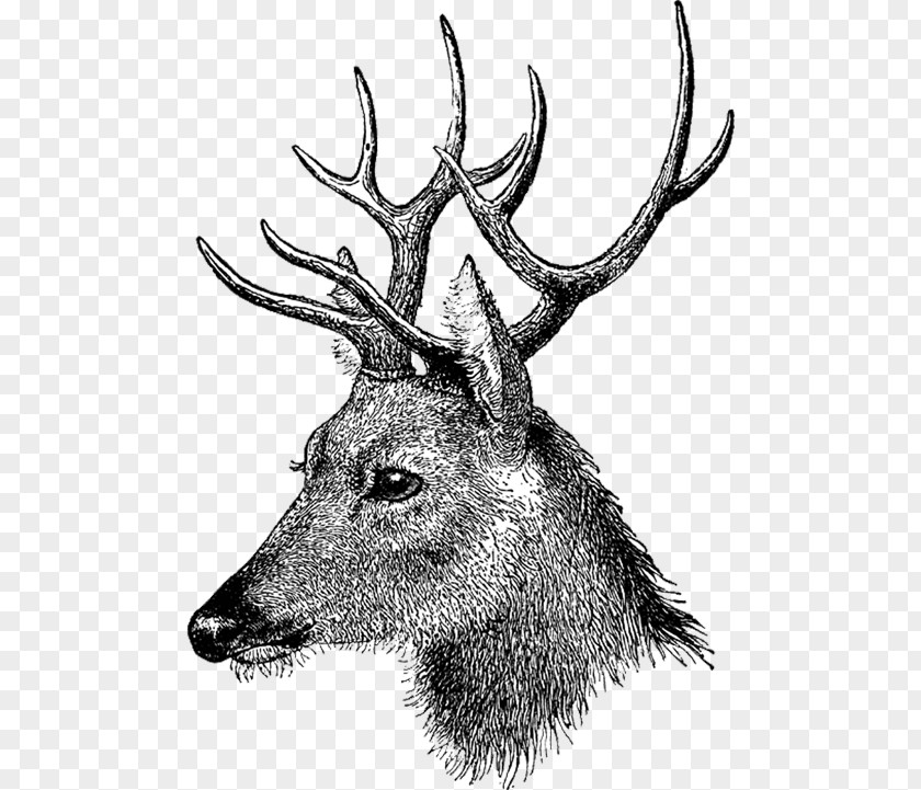 Deer Drawing Elk Mixed Media PNG