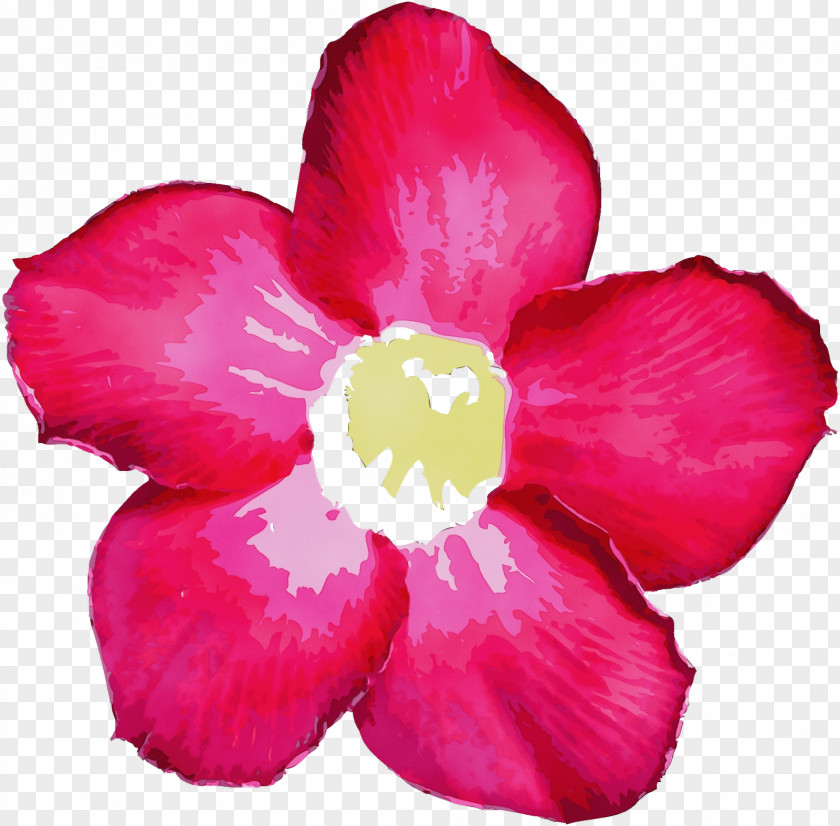 Perennial Plant Impatiens Petal Flower Pink Flowering PNG