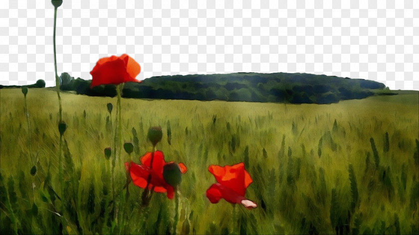 Red Flower Natural Landscape Nature Meadow Field Poppy PNG