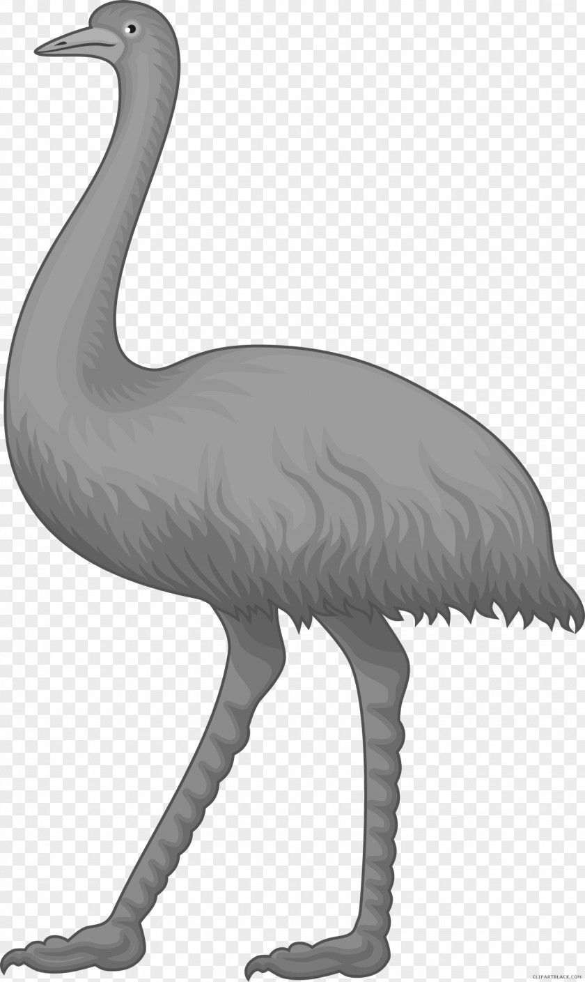 Bird Common Ostrich Clip Art Image PNG