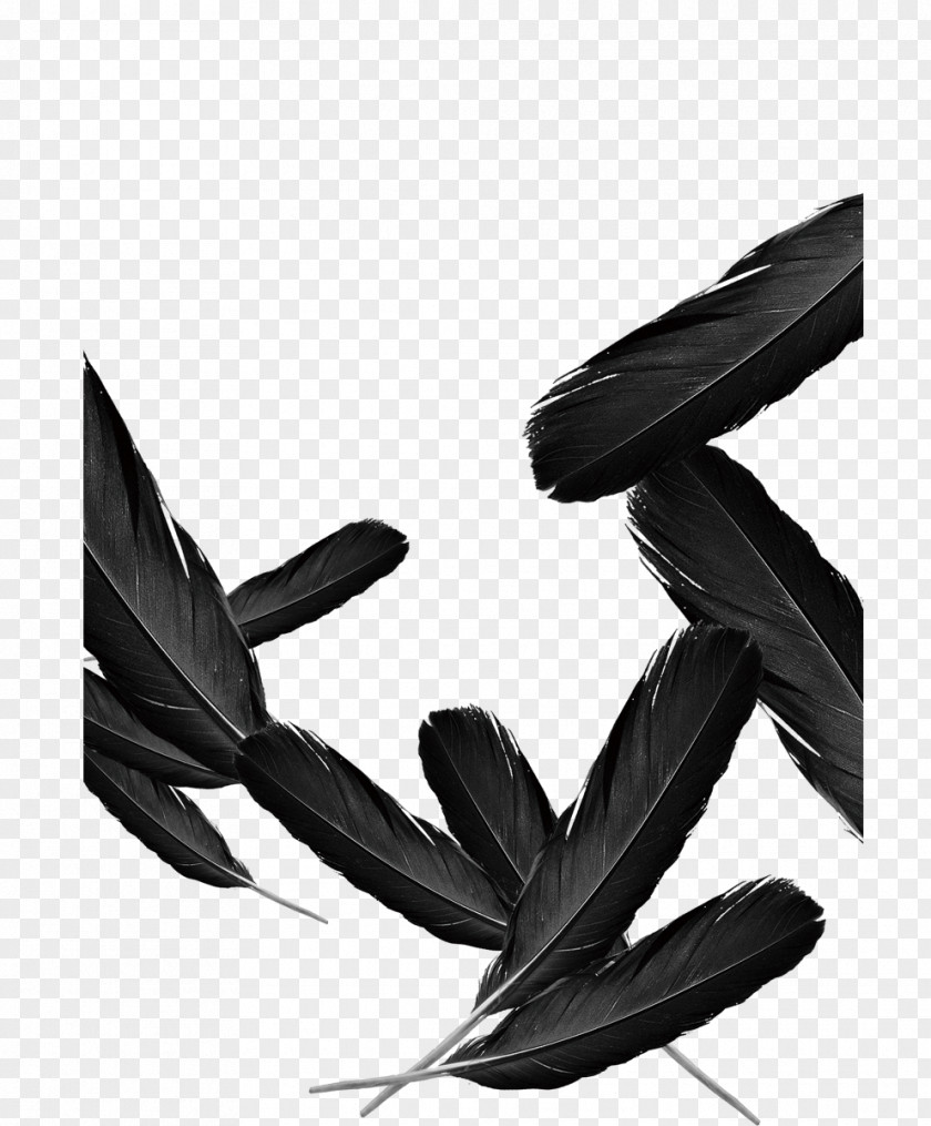 Black Feather Computer File PNG