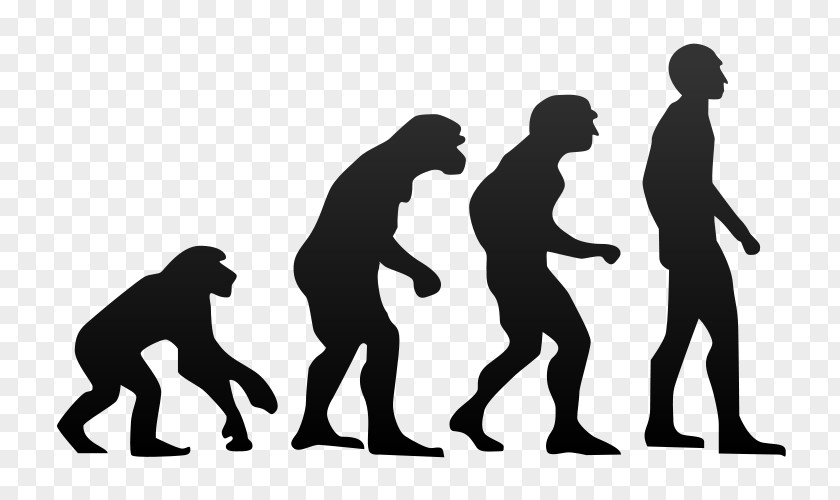 Evolution Chimpanzee Ape Human Homo Sapiens PNG
