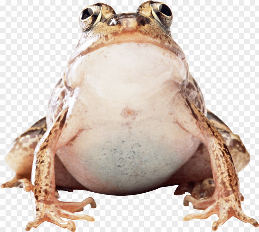 Frog Image Common Amphibian PNG