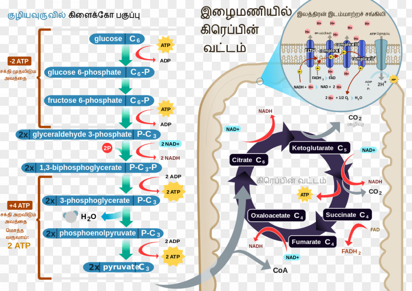 Fungi Cellular Respiration Adenosine Triphosphate Electron Transport Chain Aerobic Organism PNG