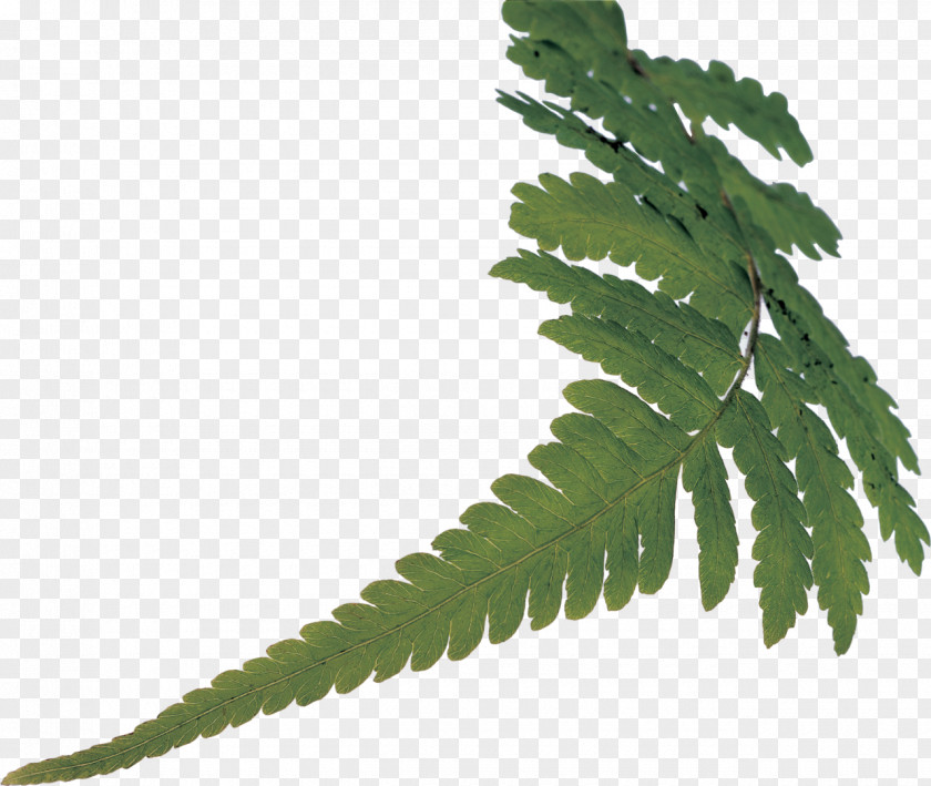 Leaf Fern Vascular Plant Stem PNG