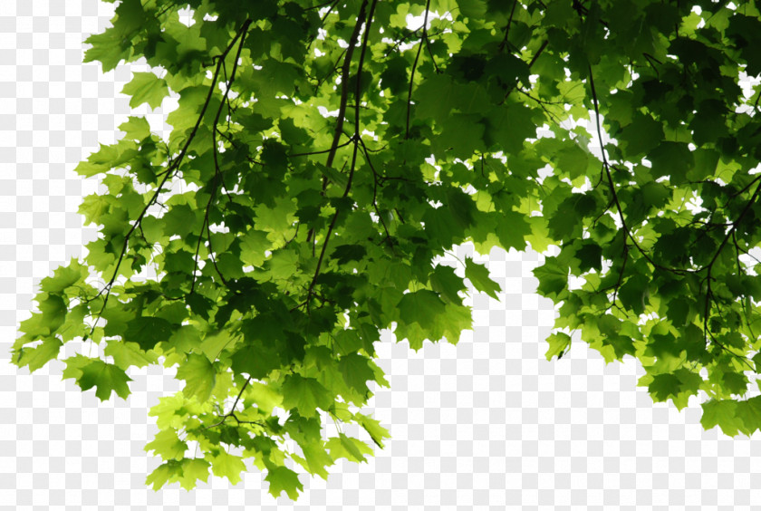 Leaves File Tree Leaf PNG