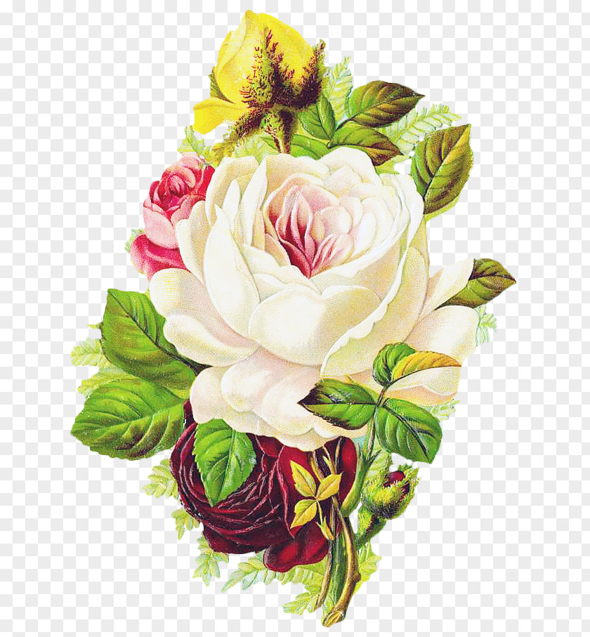 Vintage Flower Clothing Centifolia Roses PNG