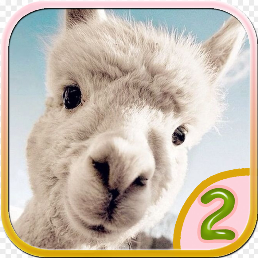 Alpaca Desktop Wallpaper IPhone Dog Cuteness PNG