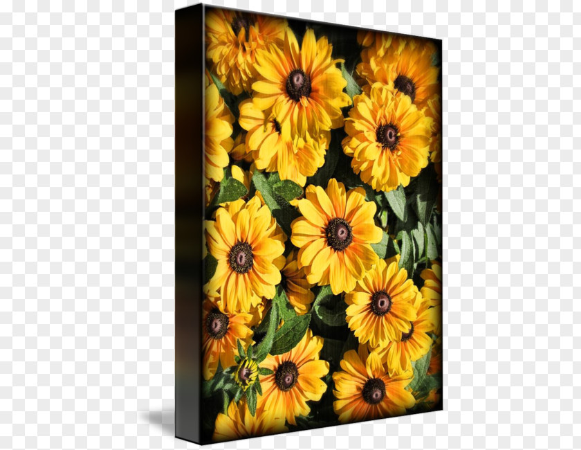 Fine Art Work Of Sunflower M Photography PNG