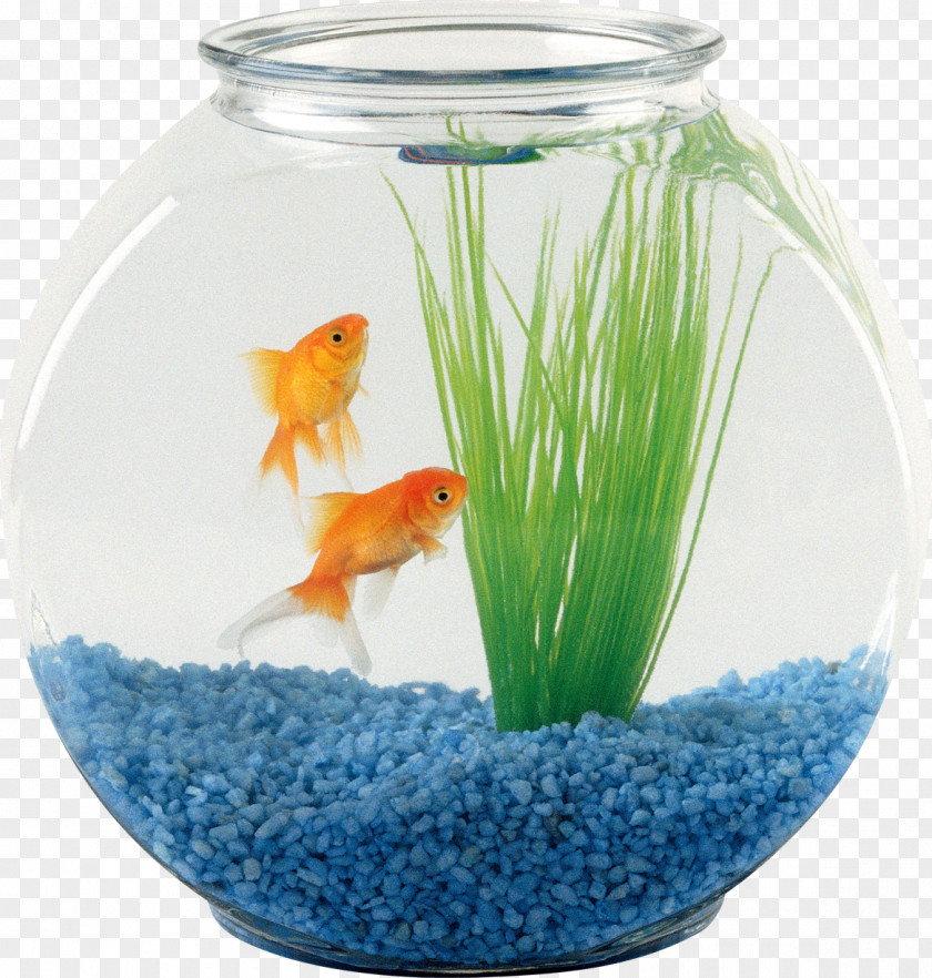 Fish Bowl Pet Sitting Oranda Aquarium PNG