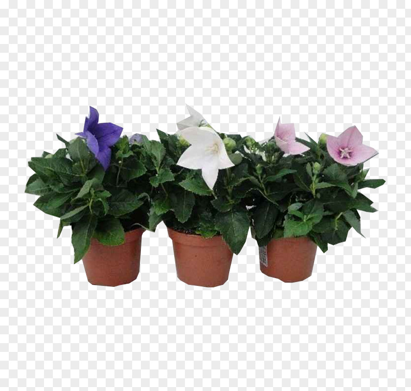 Plant Cut Flowers Flowerpot Houseplant Annual PNG