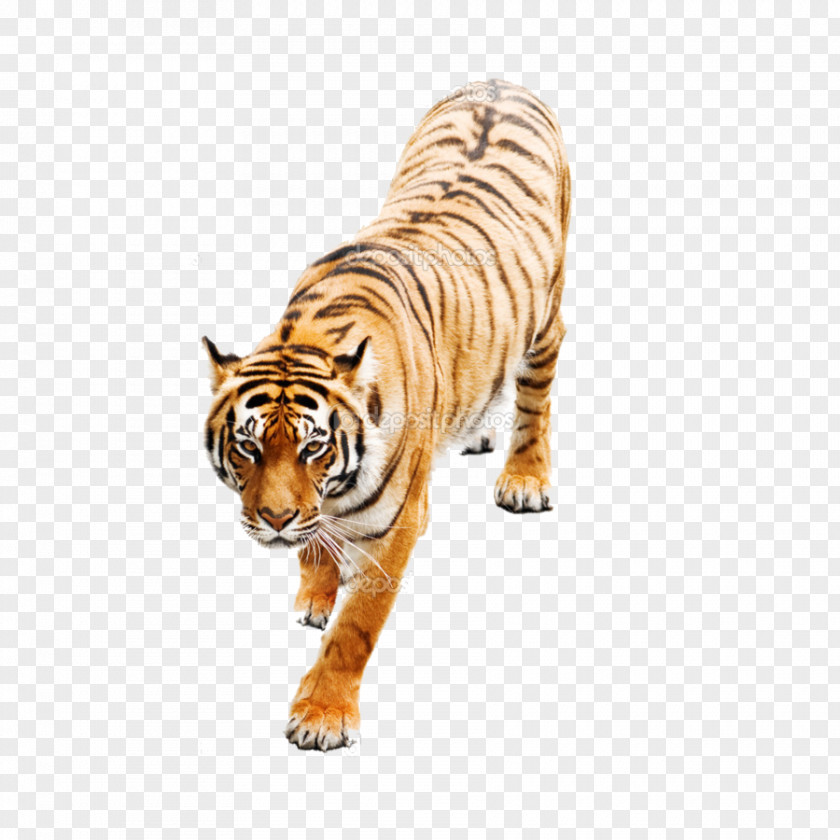 Tiger 1 Stock Photography White Image Siberian PNG