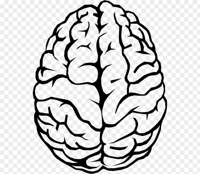 Brain Drawing Clip Art PNG