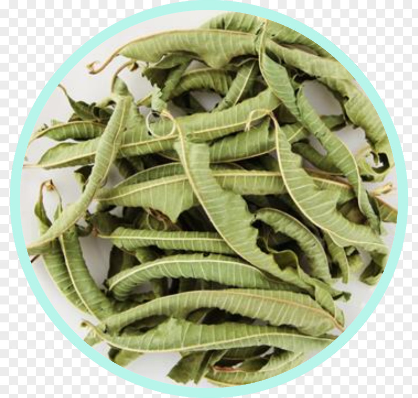 Green Tea Flowering Bai Mudan Arabian Jasmine PNG
