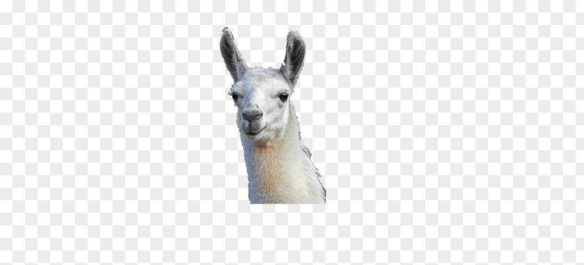 Llama Alpaca Pack Animal Desktop Wallpaper PNG