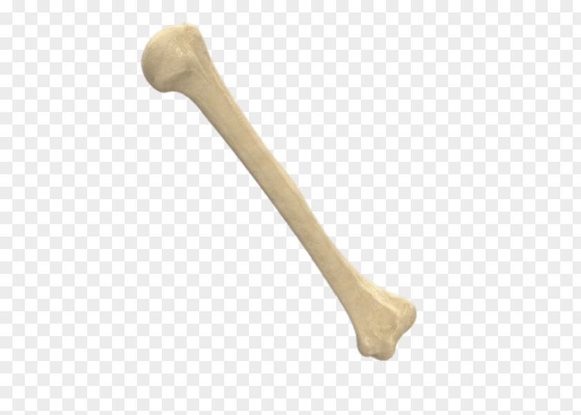 Skeleton Bone Image FBX 3D Modeling PNG