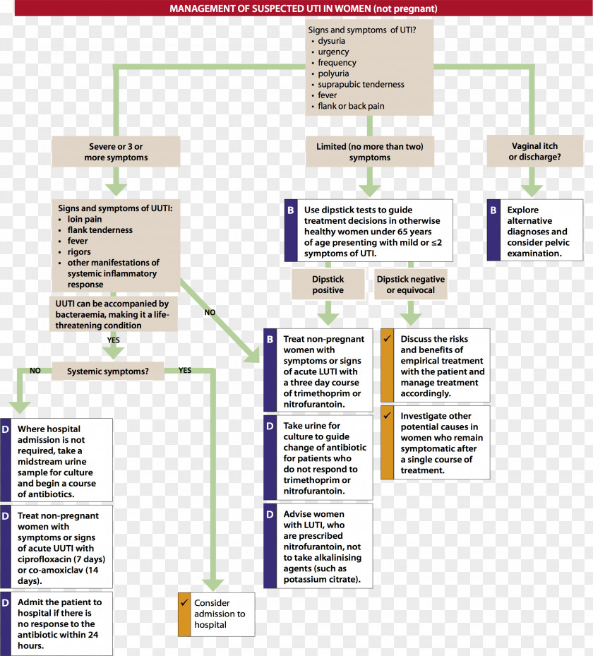 Urinary Tract Infection Excretory System Medical Guideline MRSA Super Bug PNG