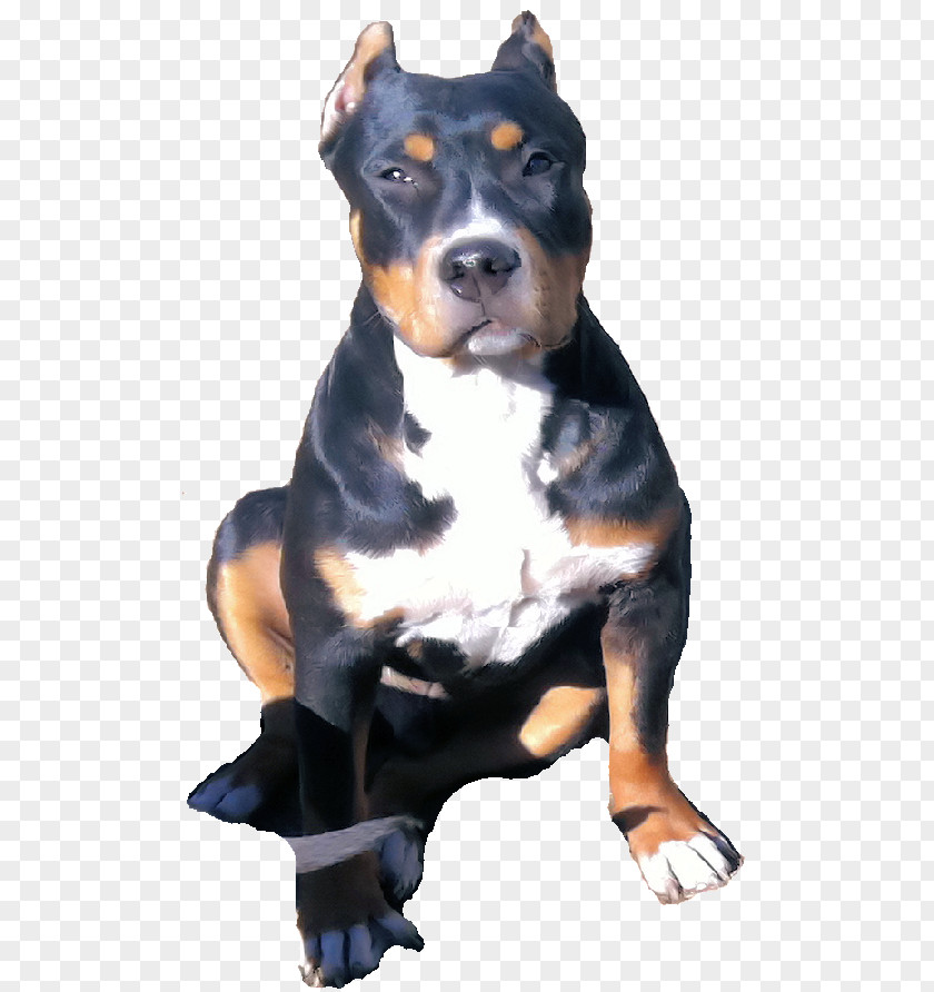 American Bully Dog Breed Greater Swiss Mountain Entlebucher PNG