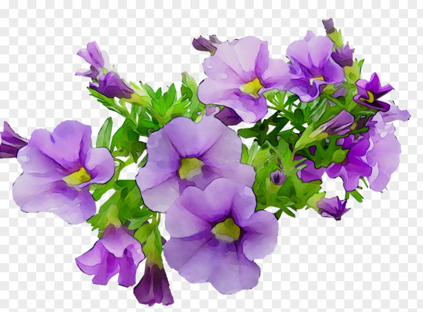 Annual Plant Primrose Plants PNG