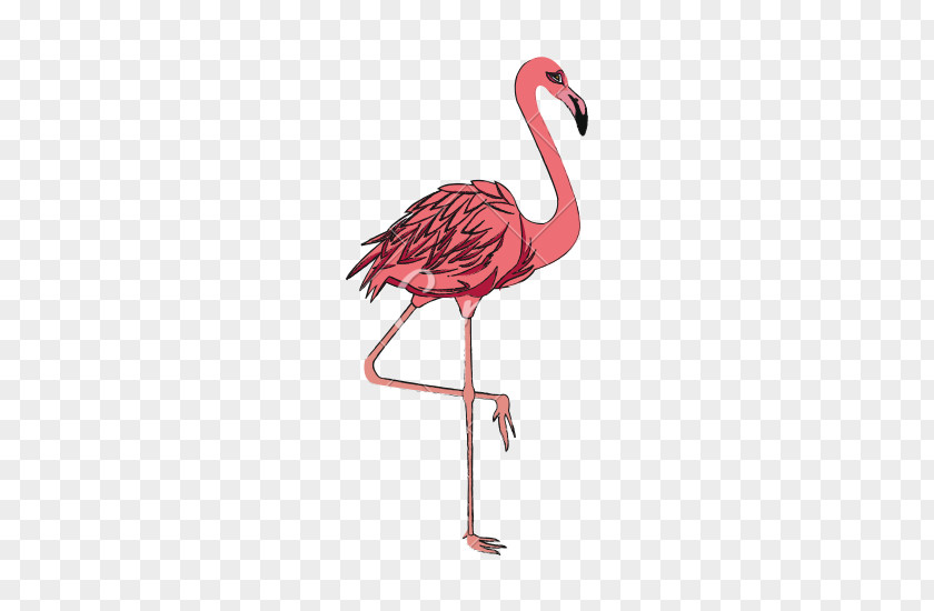 Bird Flamingos PNG