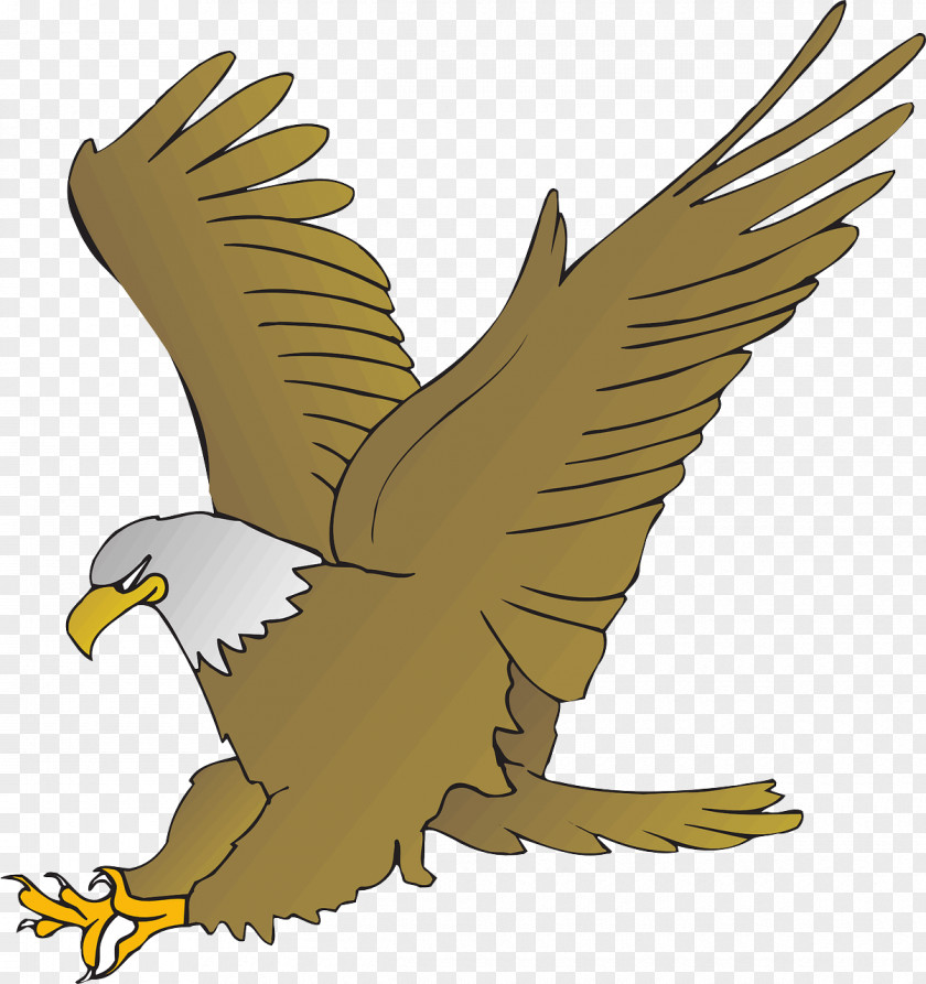 Eagle Bald Cartoon Drawing Clip Art PNG