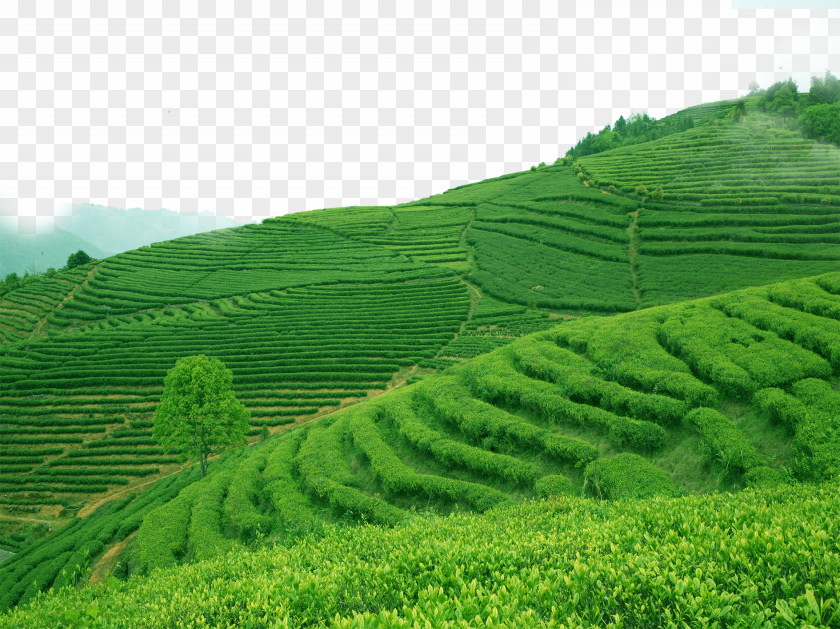 Green Tea Ad Longjing Biluochun Kuding PNG