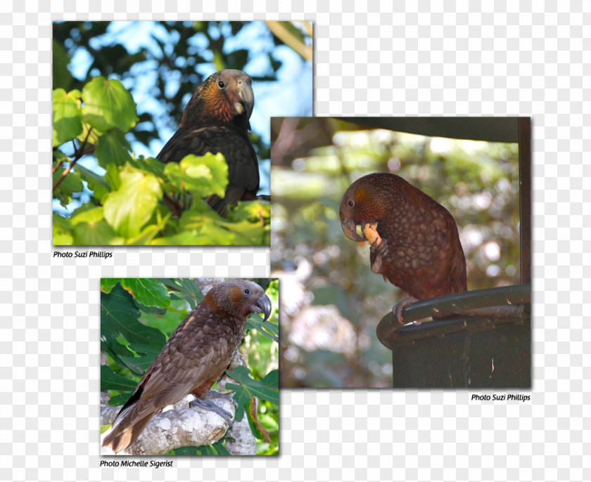 Kaka Fauna Flora Beak Ecosystem Wildlife PNG