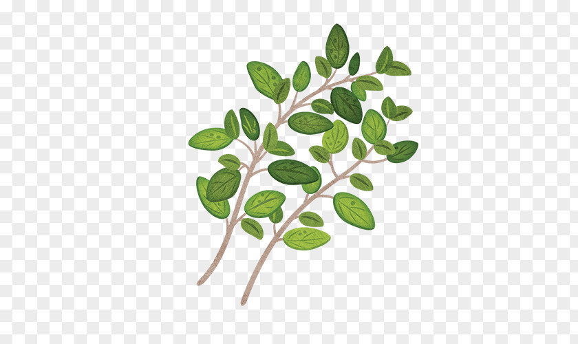 Leaf Garden Thyme Herb Parsley PNG