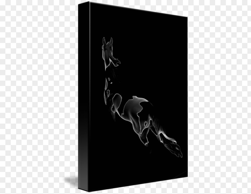 Pinto Horse Black Silhouette Photography White PNG