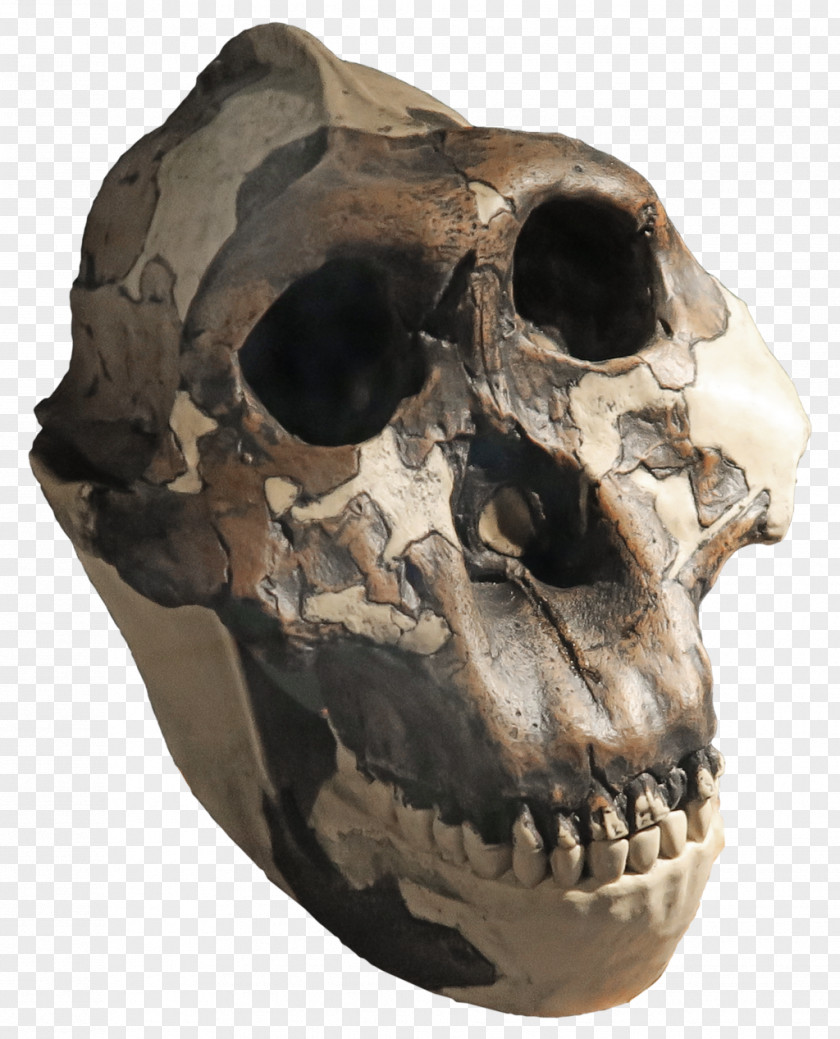 Skull Skeleton Paranthropus Boisei Aethiopicus Southern Ape PNG