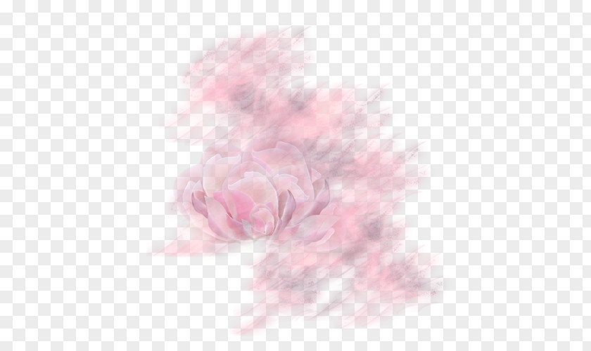 Arabesques Garden Roses Desktop Wallpaper Peony Petal PNG